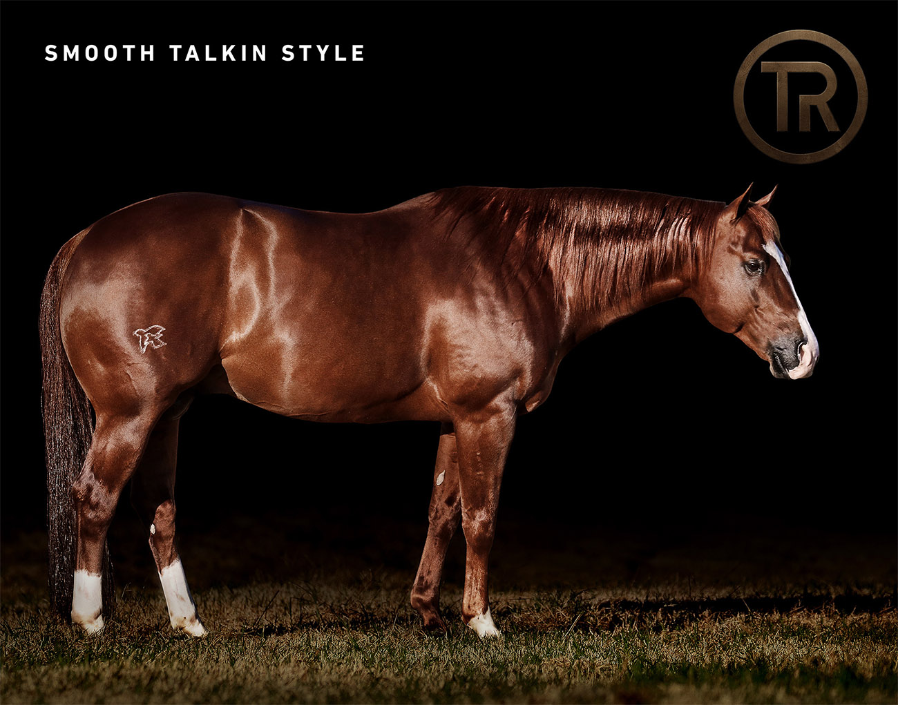 Smooth Talkin Style – Brazos Valley Stallion Station